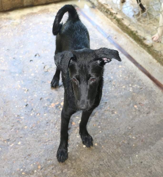 Enlarge ASHLEY OLSEN, a Adoptable mixed breed in New York, NY image 9/12