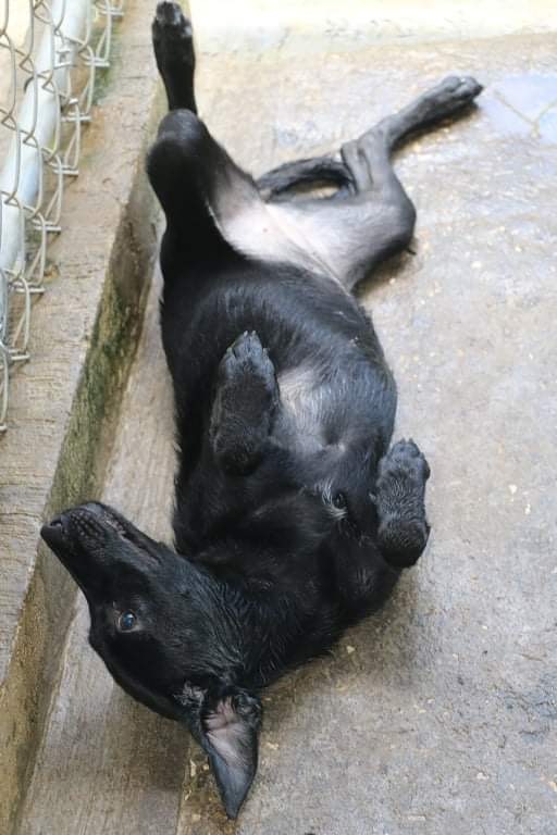 Enlarge ASHLEY OLSEN, a Adoptable mixed breed in New York, NY image 10/12