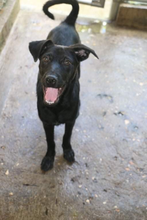 Enlarge ASHLEY OLSEN, a Adoptable mixed breed in New York, NY image 11/12