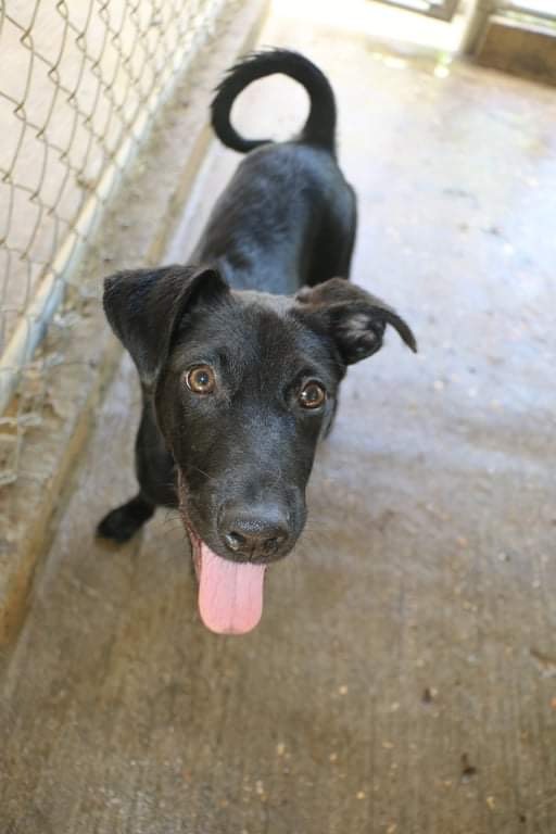 Enlarge ASHLEY OLSEN, a Adoptable mixed breed in New York, NY image 12/12