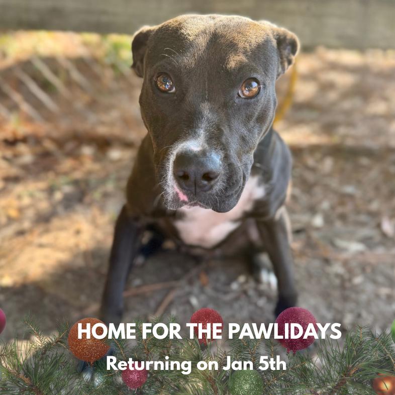 Birdie, Adoptable, Young Female Mixed Breed.