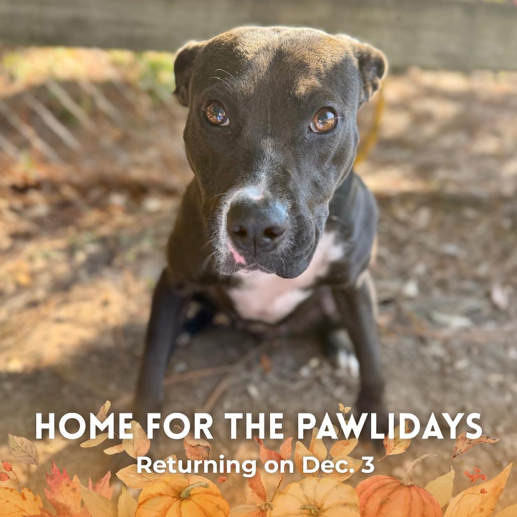 Birdie, Adoptable, Young Female Mixed Breed.