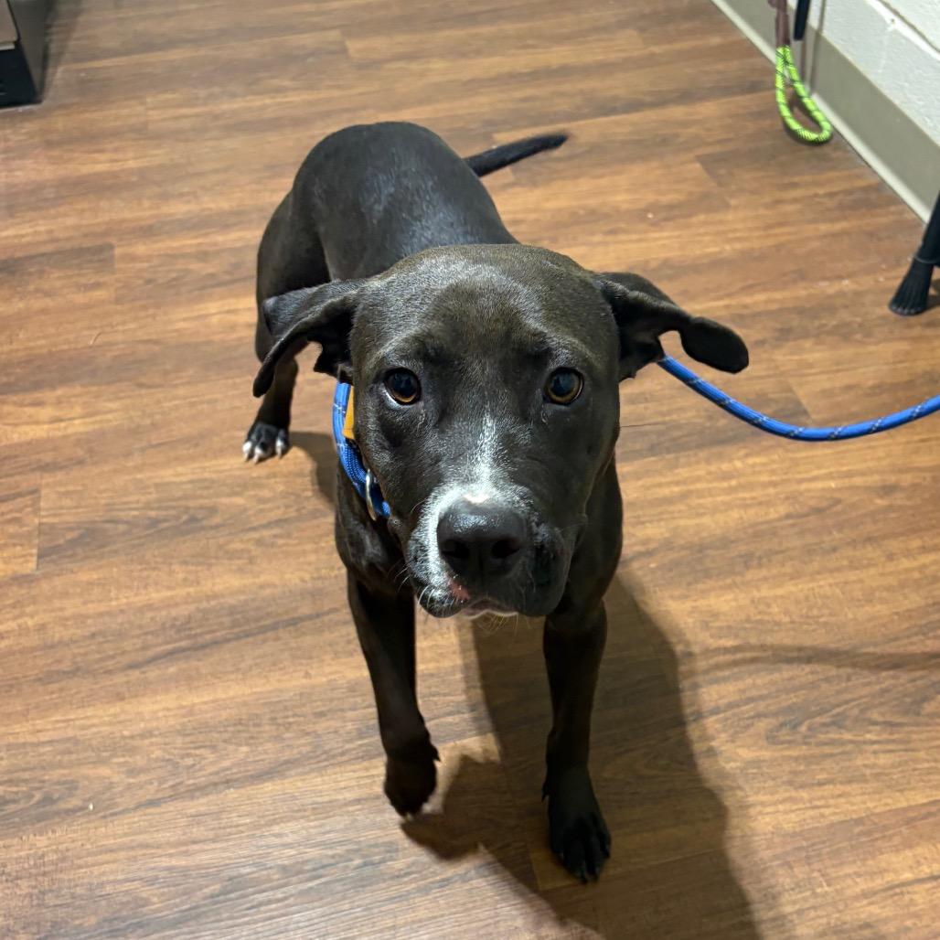 Birdie, a Adoptable Mixed Breed in Milton, FL image 2/3