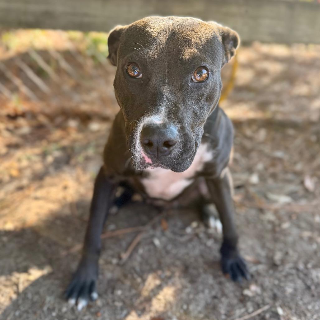 Birdie, a Adoptable Mixed Breed in Milton, FL image 3/3