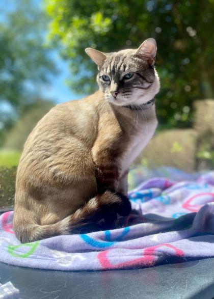 Enlarge Tao, a Adoptable mixed breed in Louisville, KY image 1/3