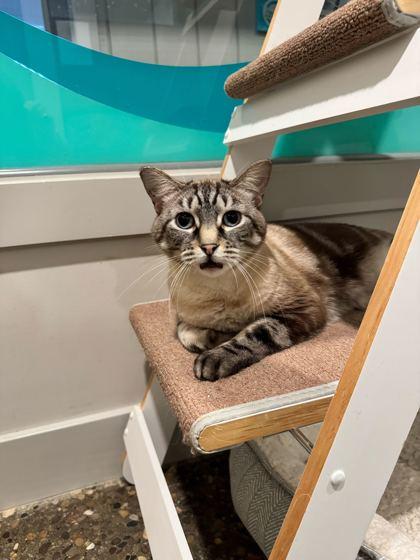 Enlarge Tao, a Adoptable mixed breed in Louisville, KY image 2/3