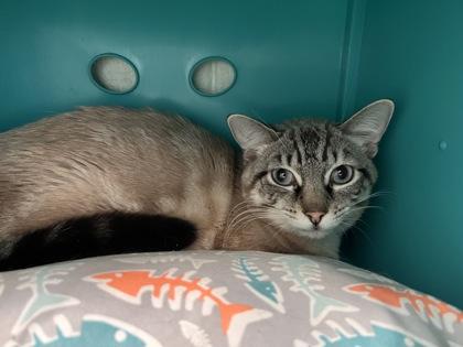 Enlarge Tao, a Adoptable mixed breed in Louisville, KY image 3/3