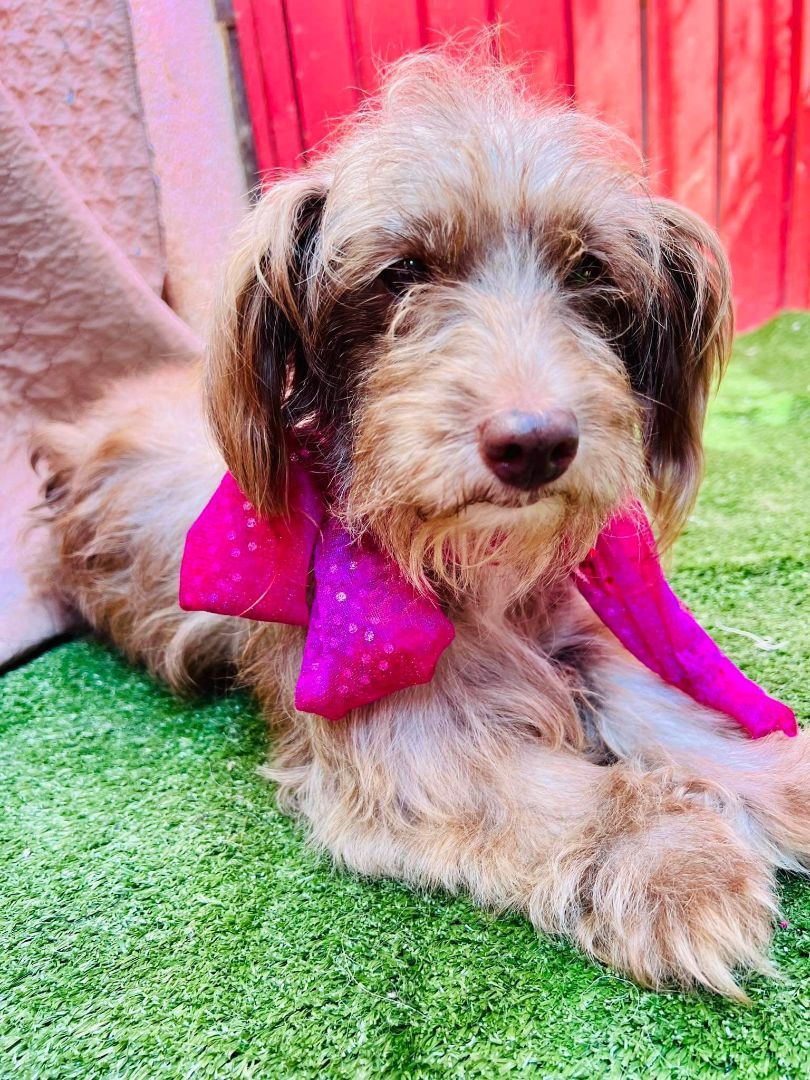 Enlarge Canela, a Adoptable Terrier in Rancho Santa Fe, CA image 1/1