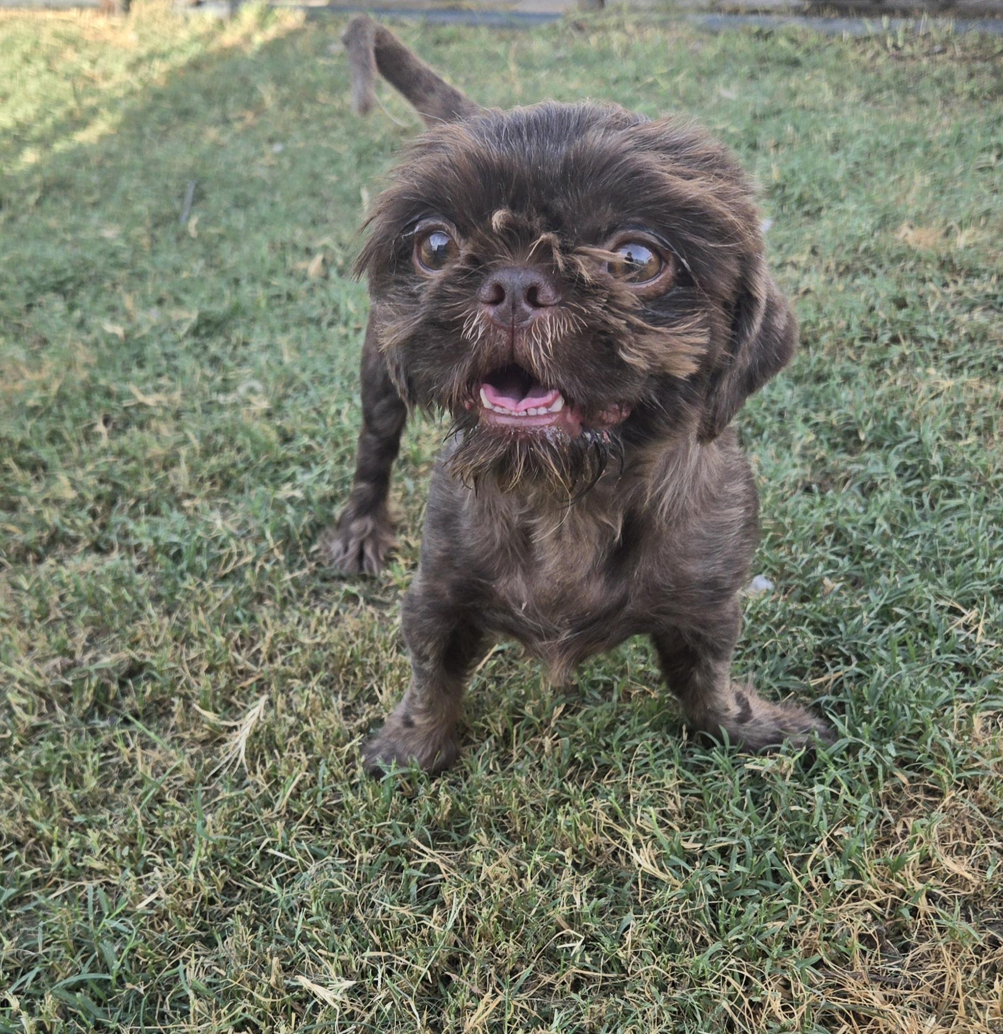 Dog for adoption - Reese, a Shih Tzu in Houston , TX | Petfinder