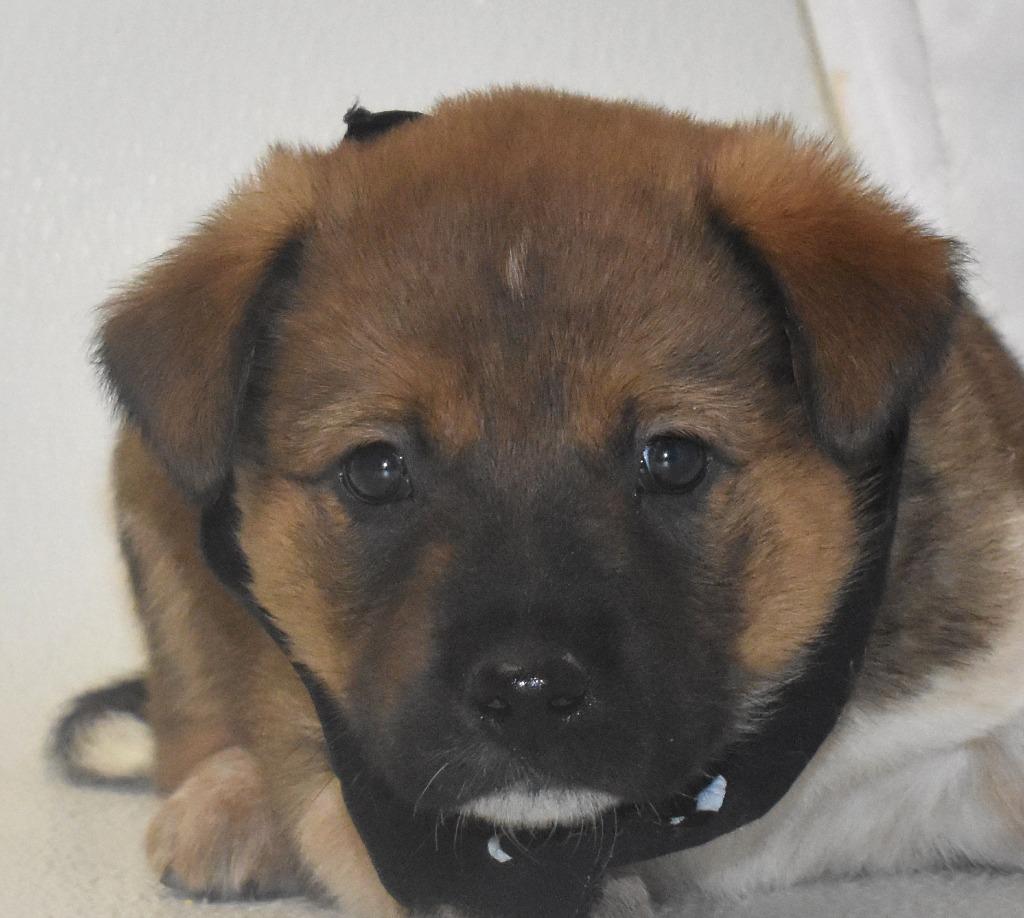 Milky Way, Adoptable, Puppy Male Australian Cattle Dog / Blue Heeler.