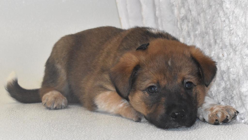 Enlarge Milky Way, a Adoptable Australian Cattle Dog / Blue Heeler in Springfield, OH image 3/4