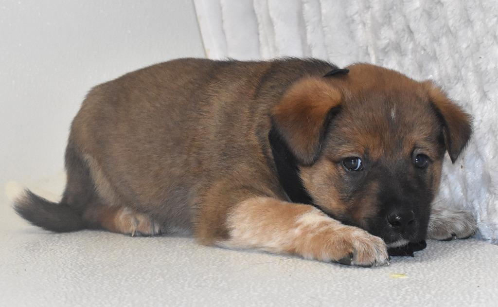 Enlarge Milky Way, a Adoptable Australian Cattle Dog / Blue Heeler in Springfield, OH image 4/4