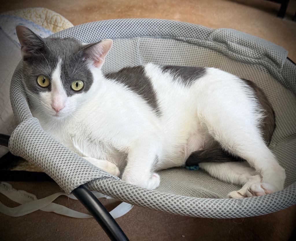 Enlarge Mouse, a Adoptable mixed breed in Hampton, VA image 1/1