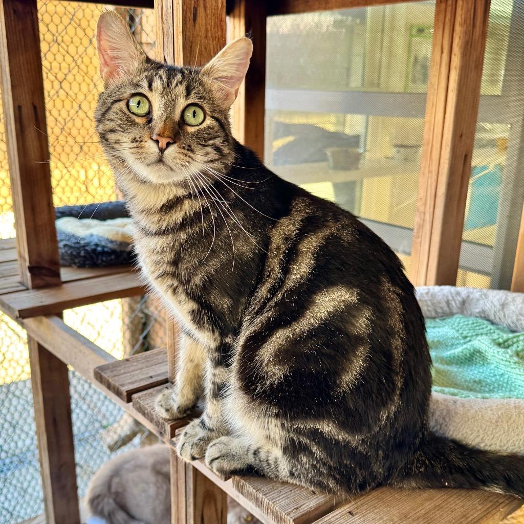 Enlarge Clove, a Adoptable mixed breed in Cambria, CA image 3/6