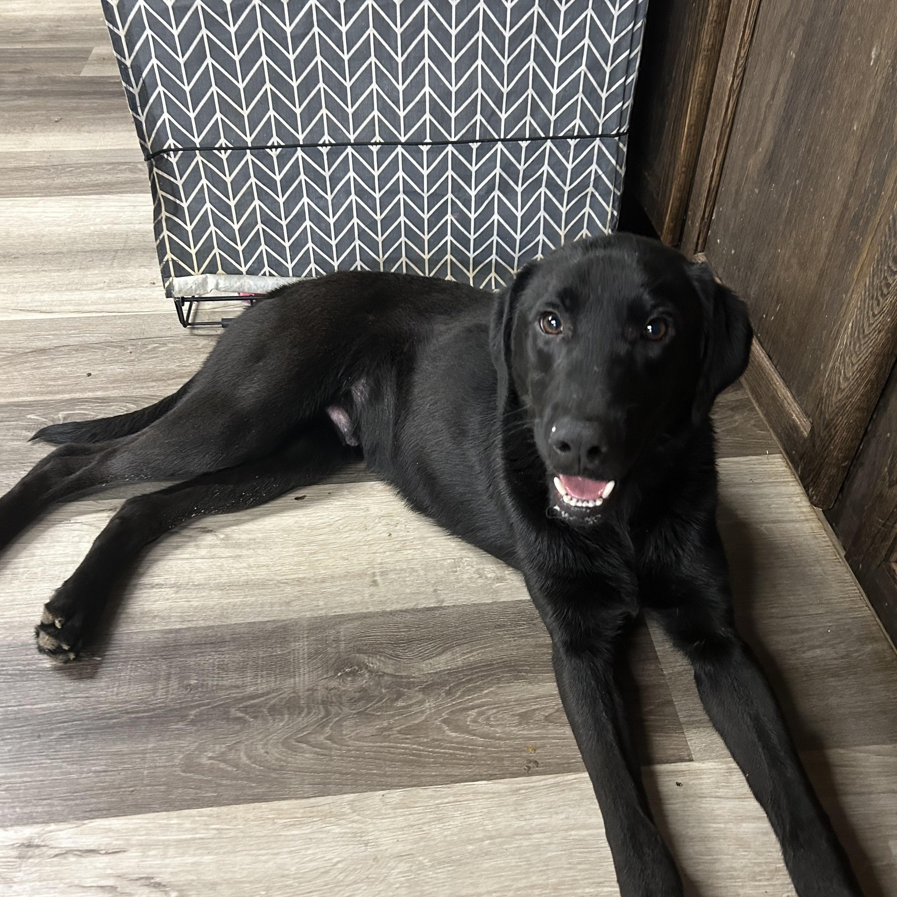 Forrest, Adoptable, Puppy Male Black Labrador Retriever.