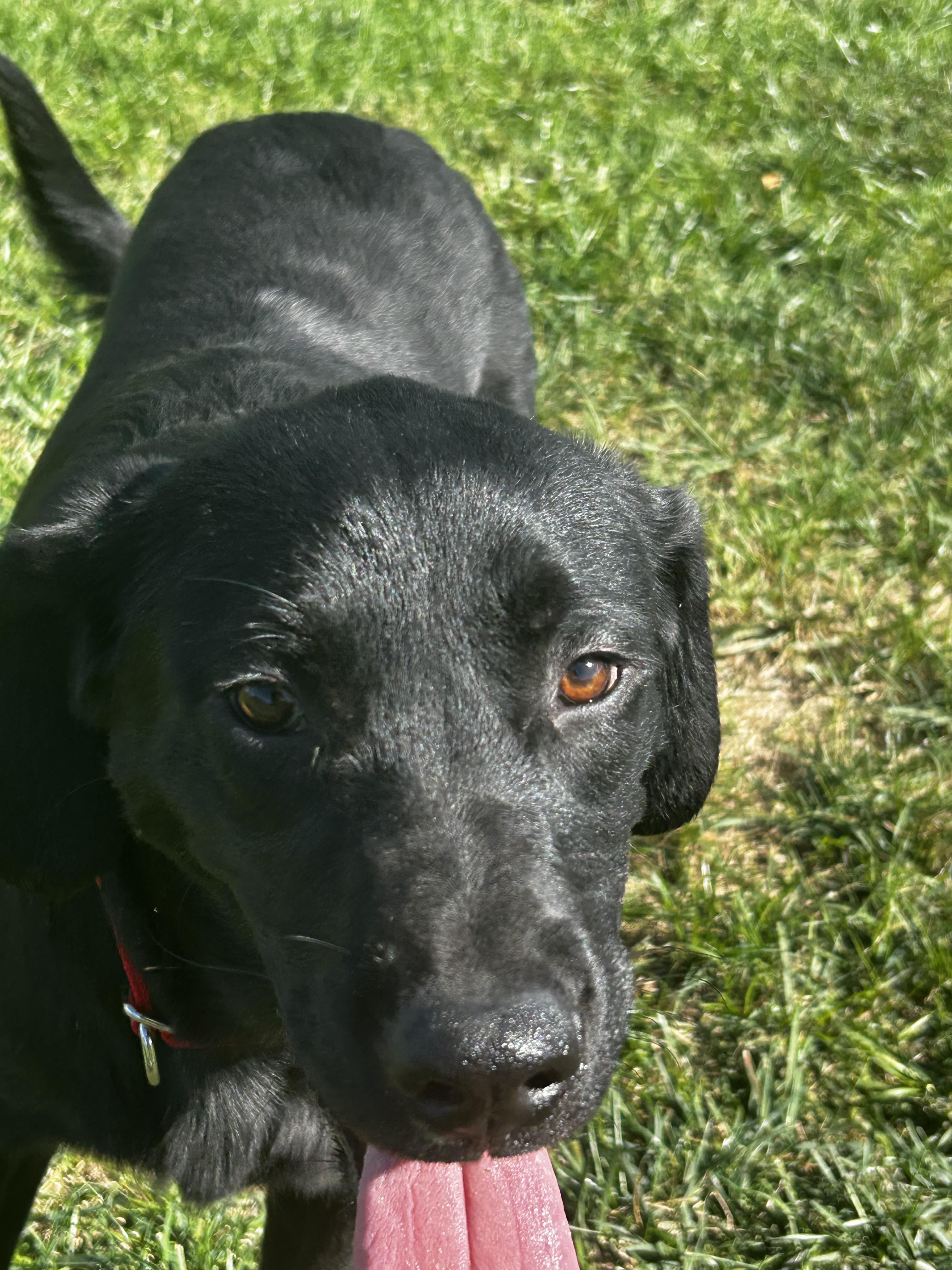 Forrest, Adoptable, Puppy Male Black Labrador Retriever.