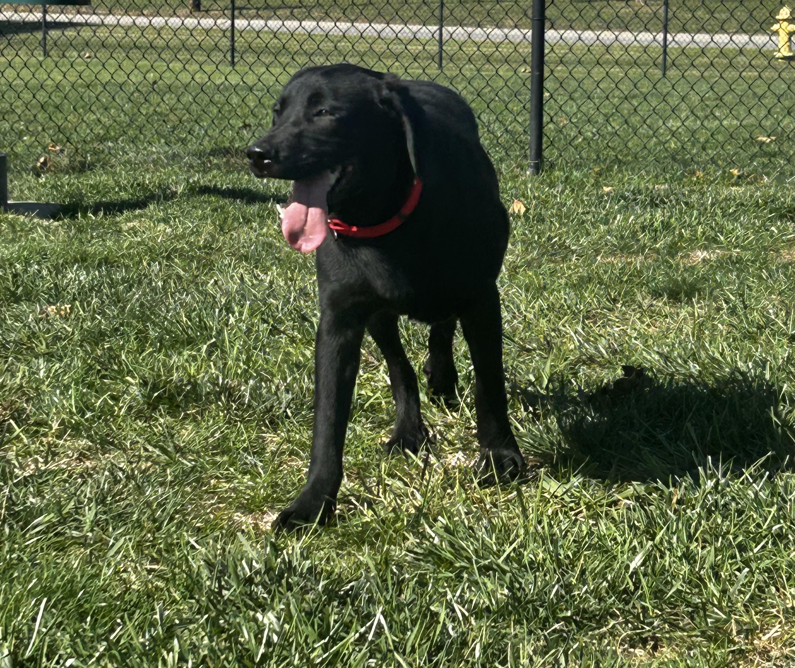 Enlarge Forrest, a Adoptable Black Labrador Retriever in Brownstown, IN image 2/3