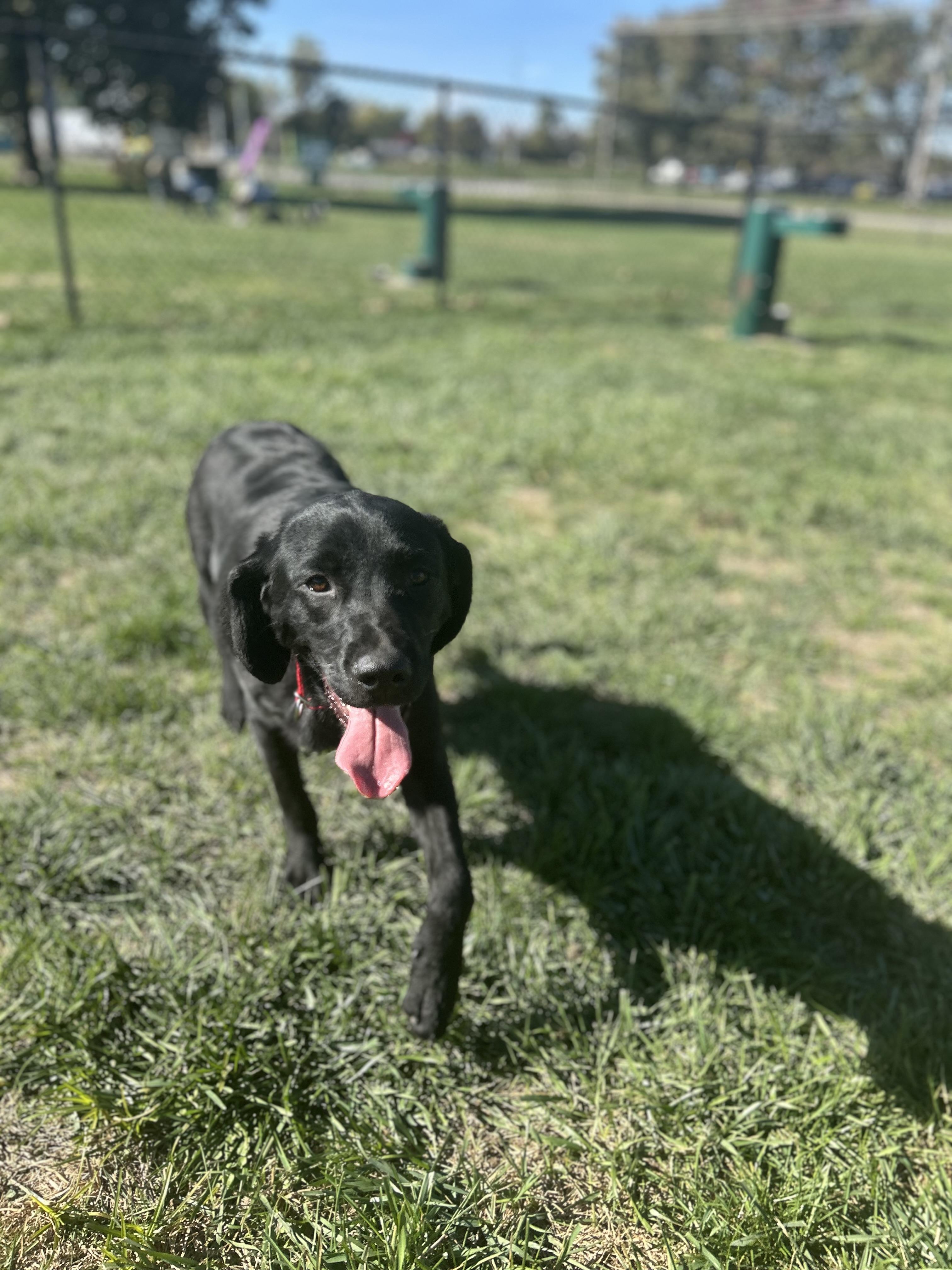 Enlarge Forrest, a Adoptable Black Labrador Retriever in Brownstown, IN image 3/3