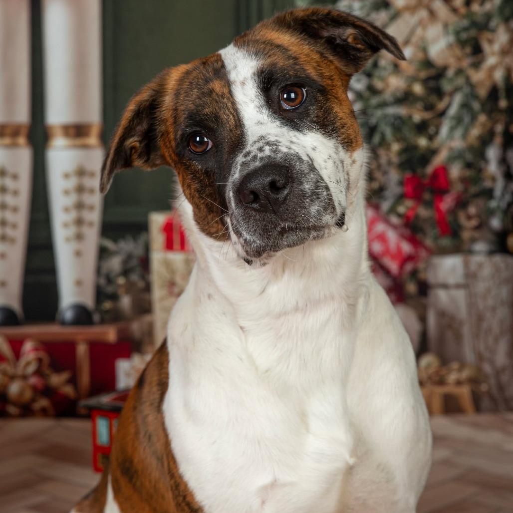 Enlarge Sugah, a Adoptable Mixed Breed in Clarksville, TN image 1/6