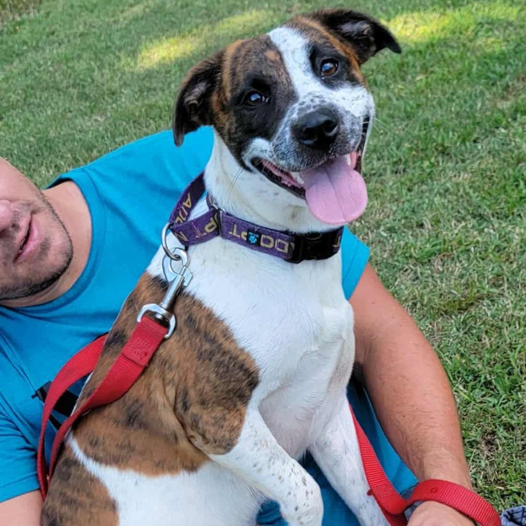 Enlarge Sugah, a Adoptable Mixed Breed in Clarksville, TN image 2/6