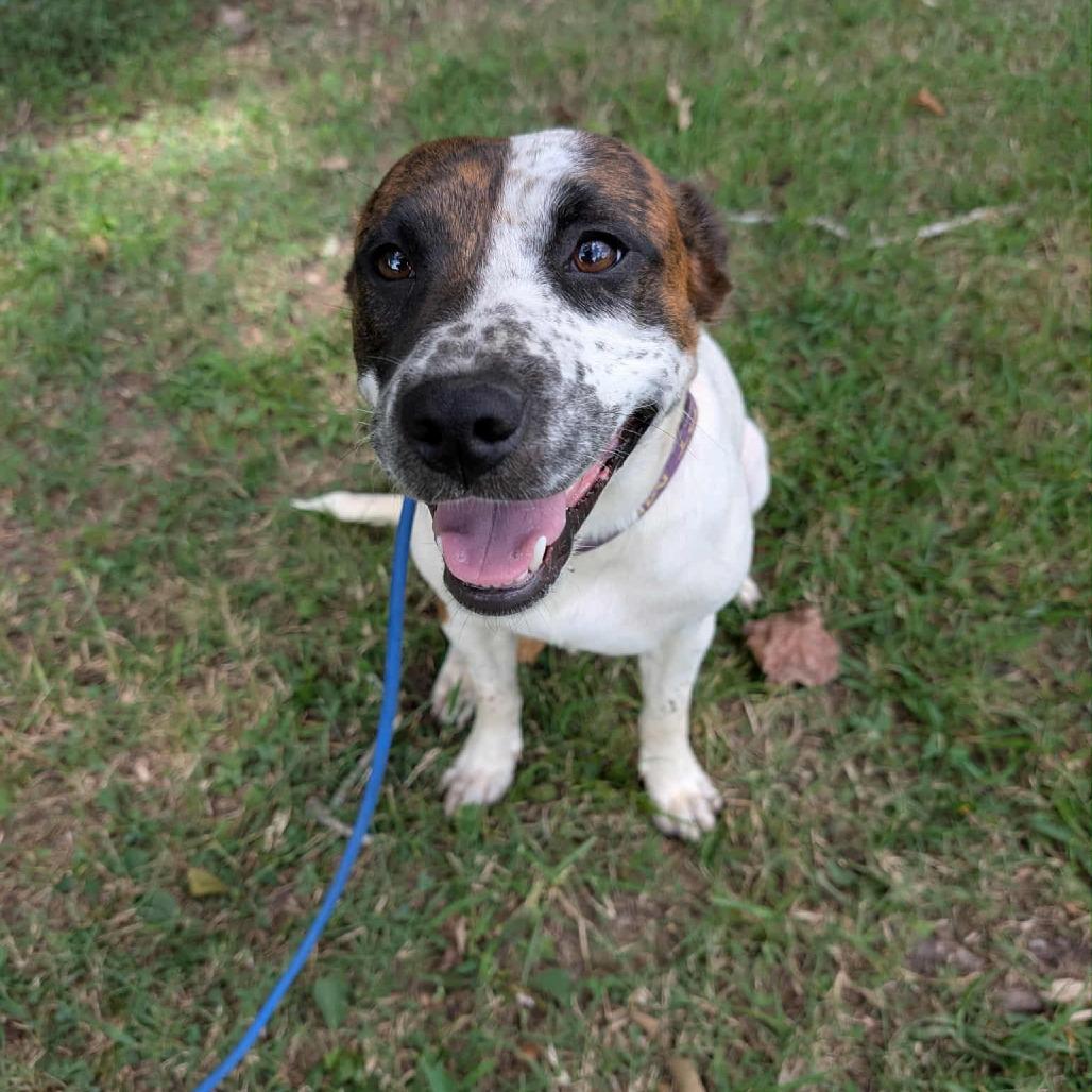 Enlarge Sugah, a Adoptable Mixed Breed in Clarksville, TN image 3/6