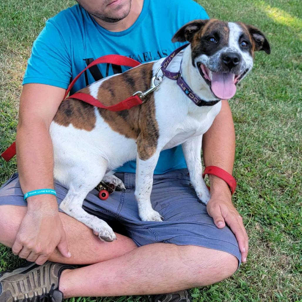 Enlarge Sugah, a Adoptable Mixed Breed in Clarksville, TN image 4/6