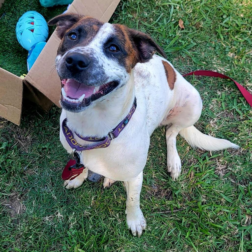 Enlarge Sugah, a Adoptable Mixed Breed in Clarksville, TN image 5/6