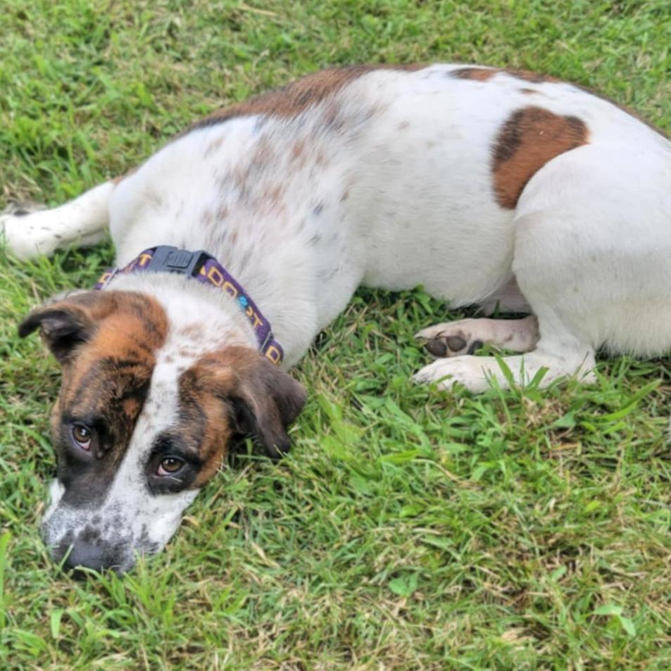 Enlarge Sugah, a Adoptable Mixed Breed in Clarksville, TN image 6/6