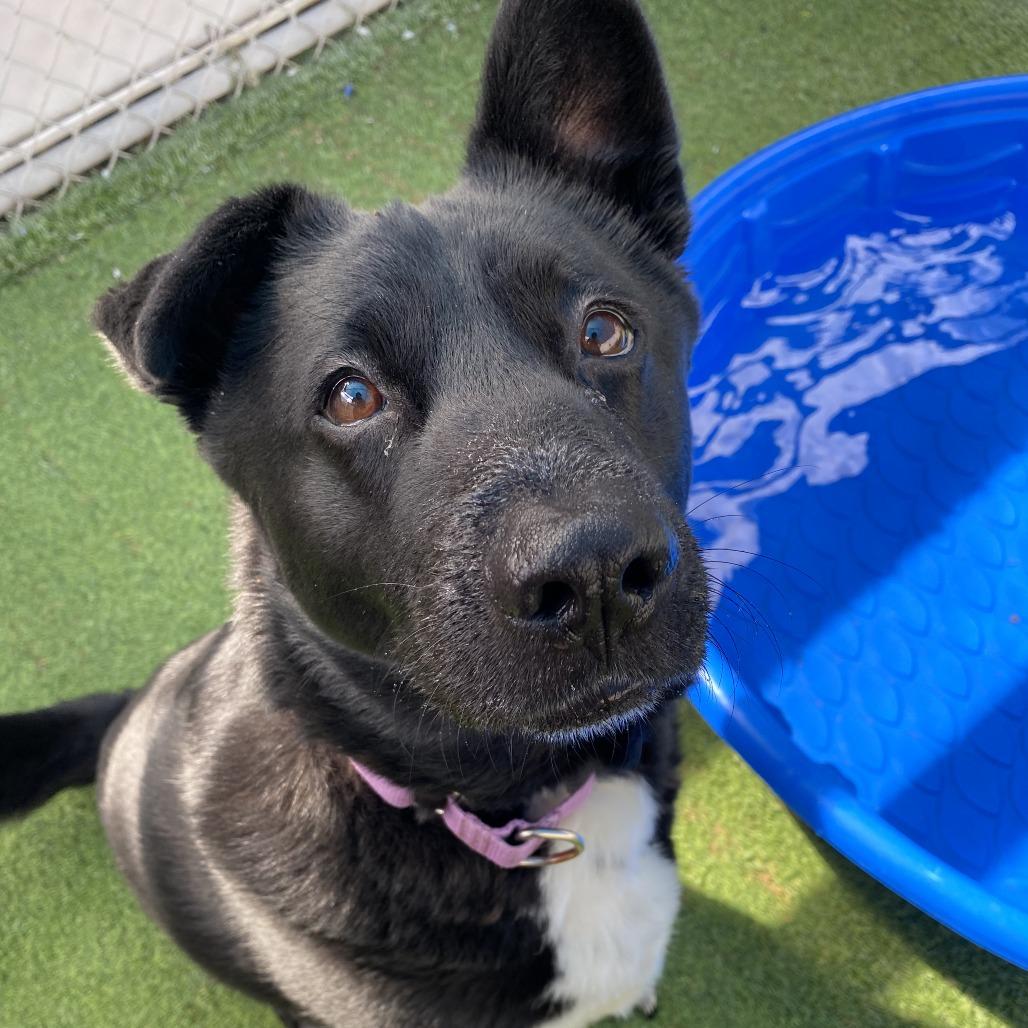 Layla, Adoptable, Senior Female Border Collie & Black Labrador Retriever.