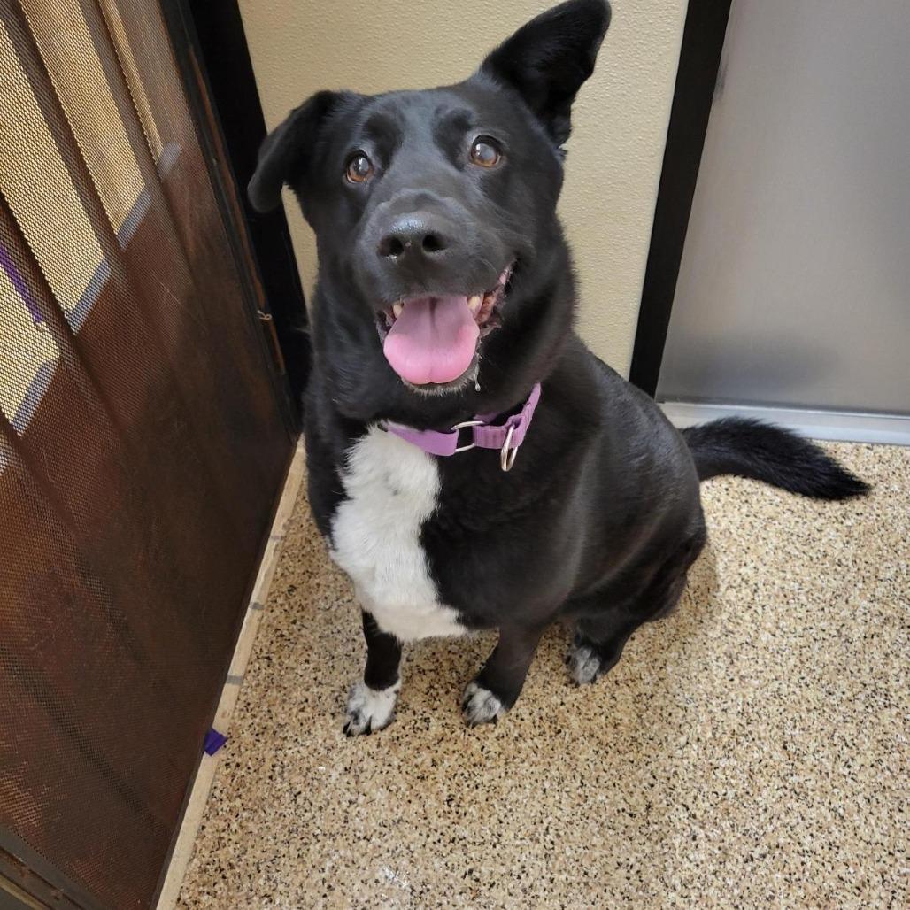 Enlarge Layla, a Adoptable mixed breed in Tempe, AZ image 2/6