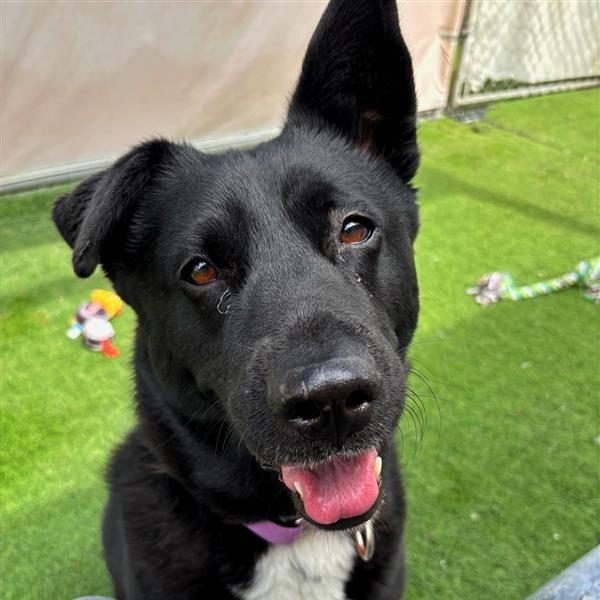 Enlarge Layla, a Adoptable mixed breed in Tempe, AZ image 3/6