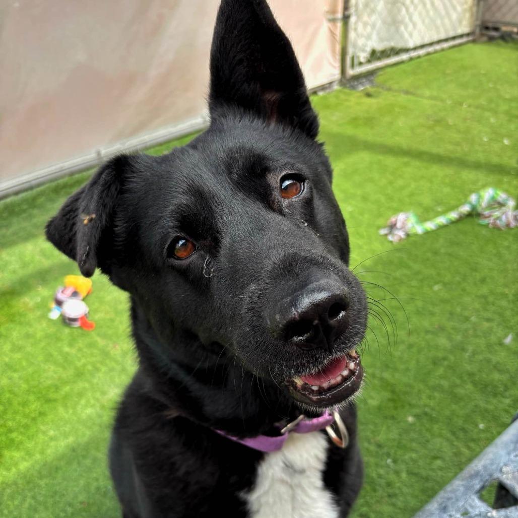 Enlarge Layla, a Adoptable mixed breed in Tempe, AZ image 4/6