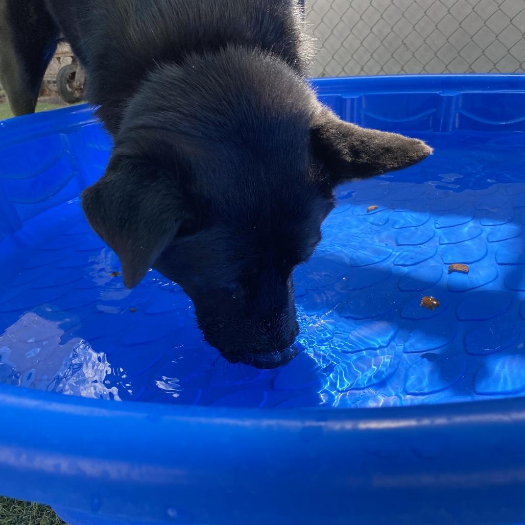 Enlarge Layla, a Adoptable mixed breed in Tempe, AZ image 5/6