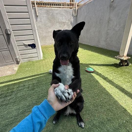 Enlarge Layla, a Adoptable mixed breed in Tempe, AZ image 6/6