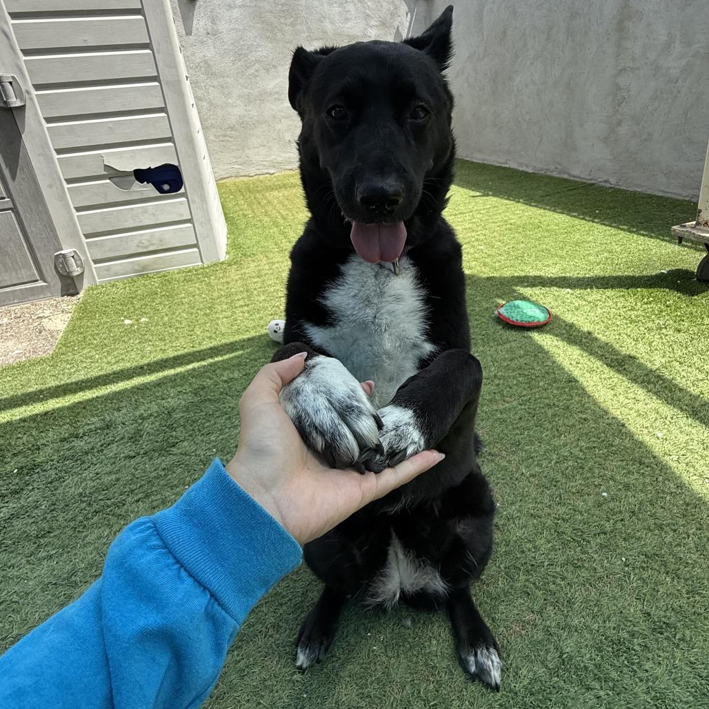 Enlarge Layla, a Adoptable mixed breed in Tempe, AZ image 6/6