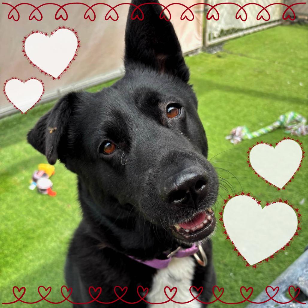 Enlarge Layla, a Adoptable mixed breed in Tempe, AZ image 6/6