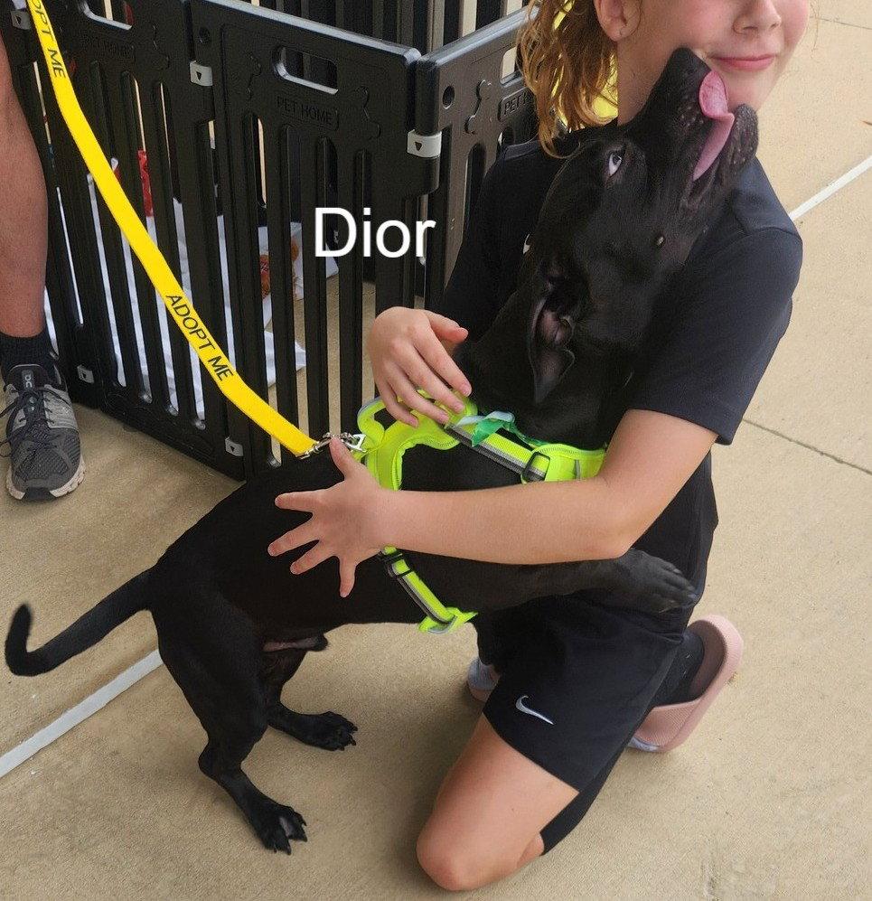 Dior, Adoptable, Young Male Dachshund.