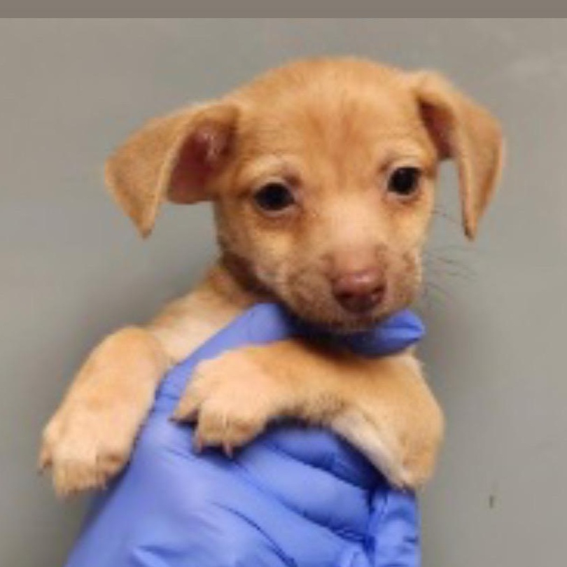 Enlarge Salsa, an adopted mixed breed in Copiague, NY image 3/5