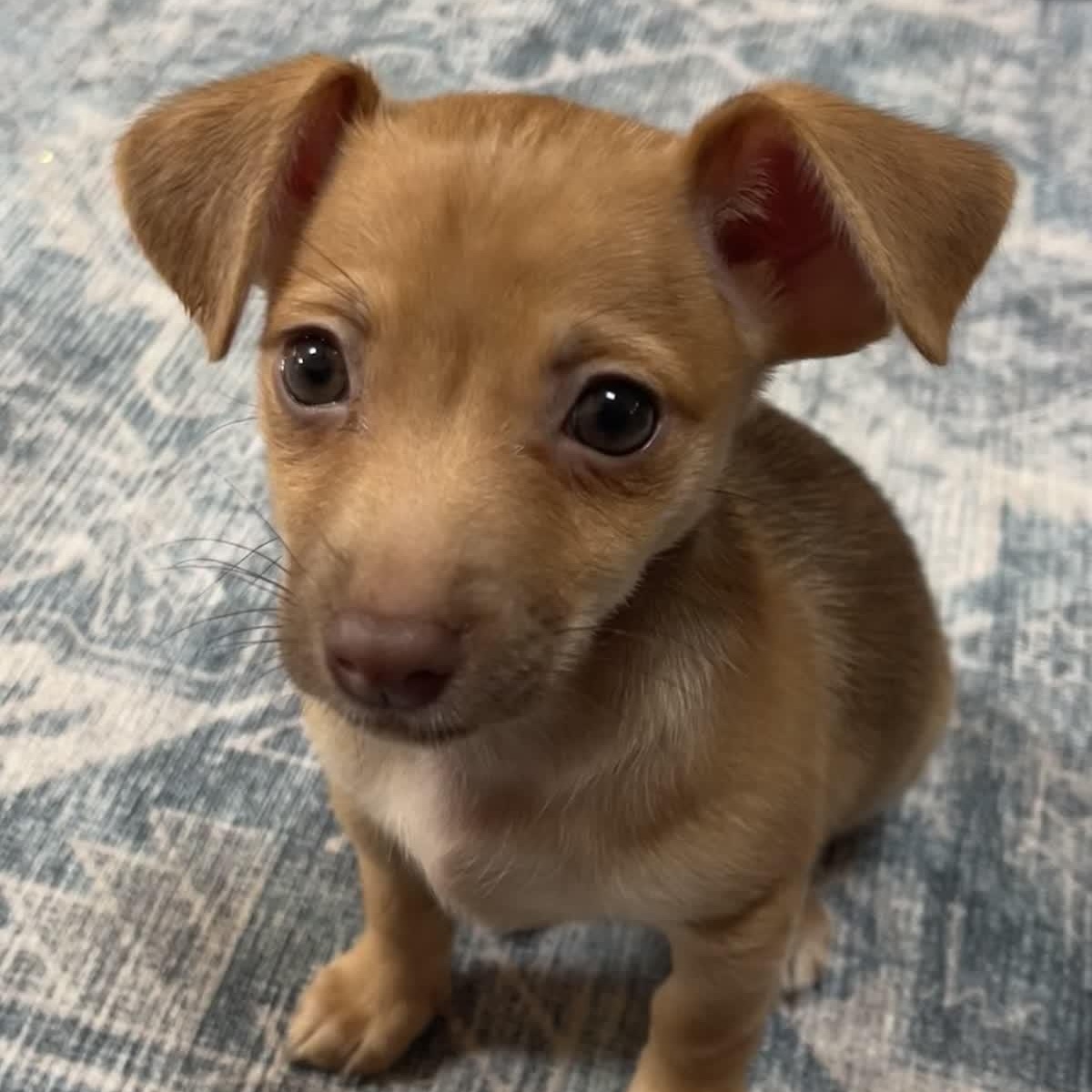 Enlarge Salsa, an adopted mixed breed in Copiague, NY image 2/5