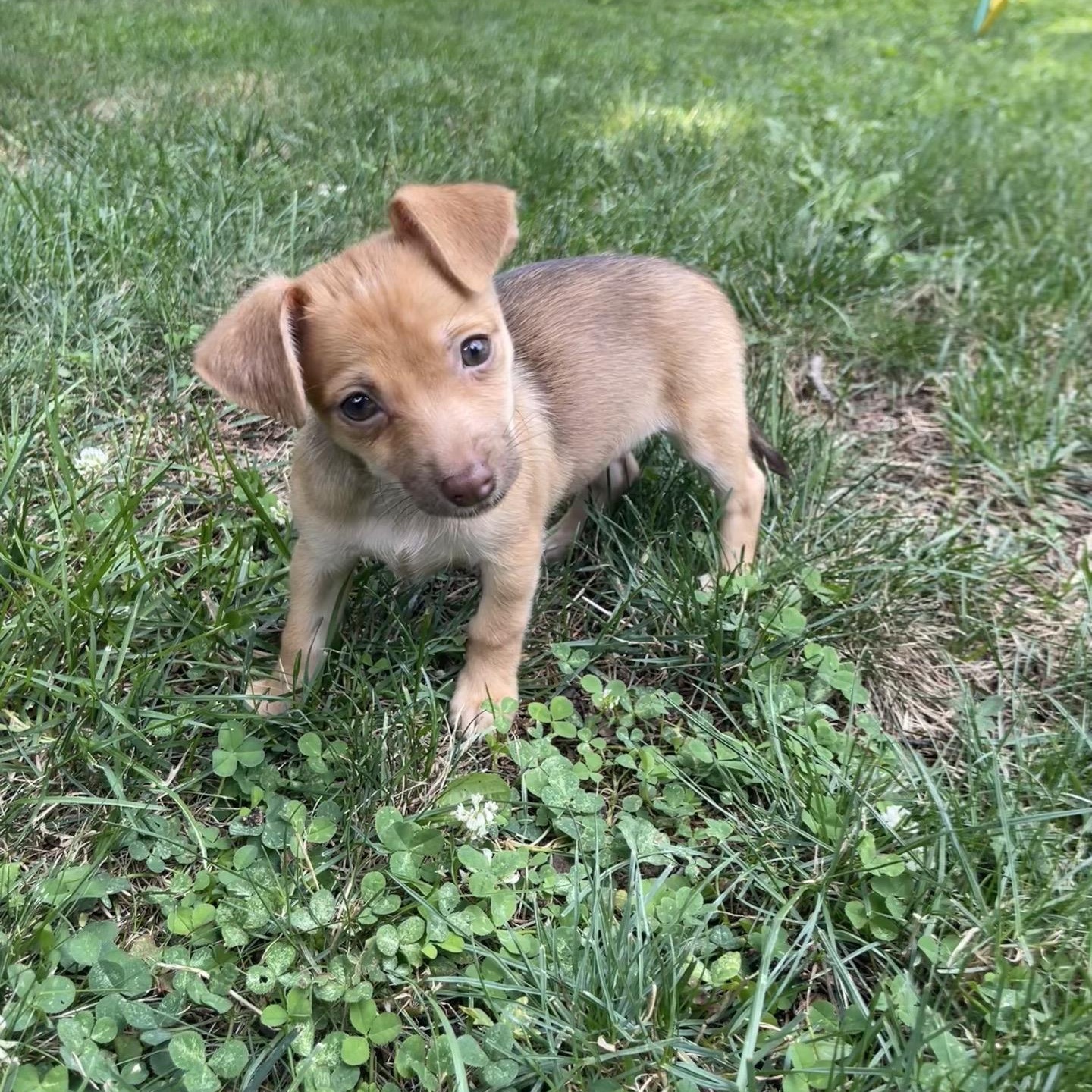 Enlarge Salsa, an adopted mixed breed in Copiague, NY image 4/5