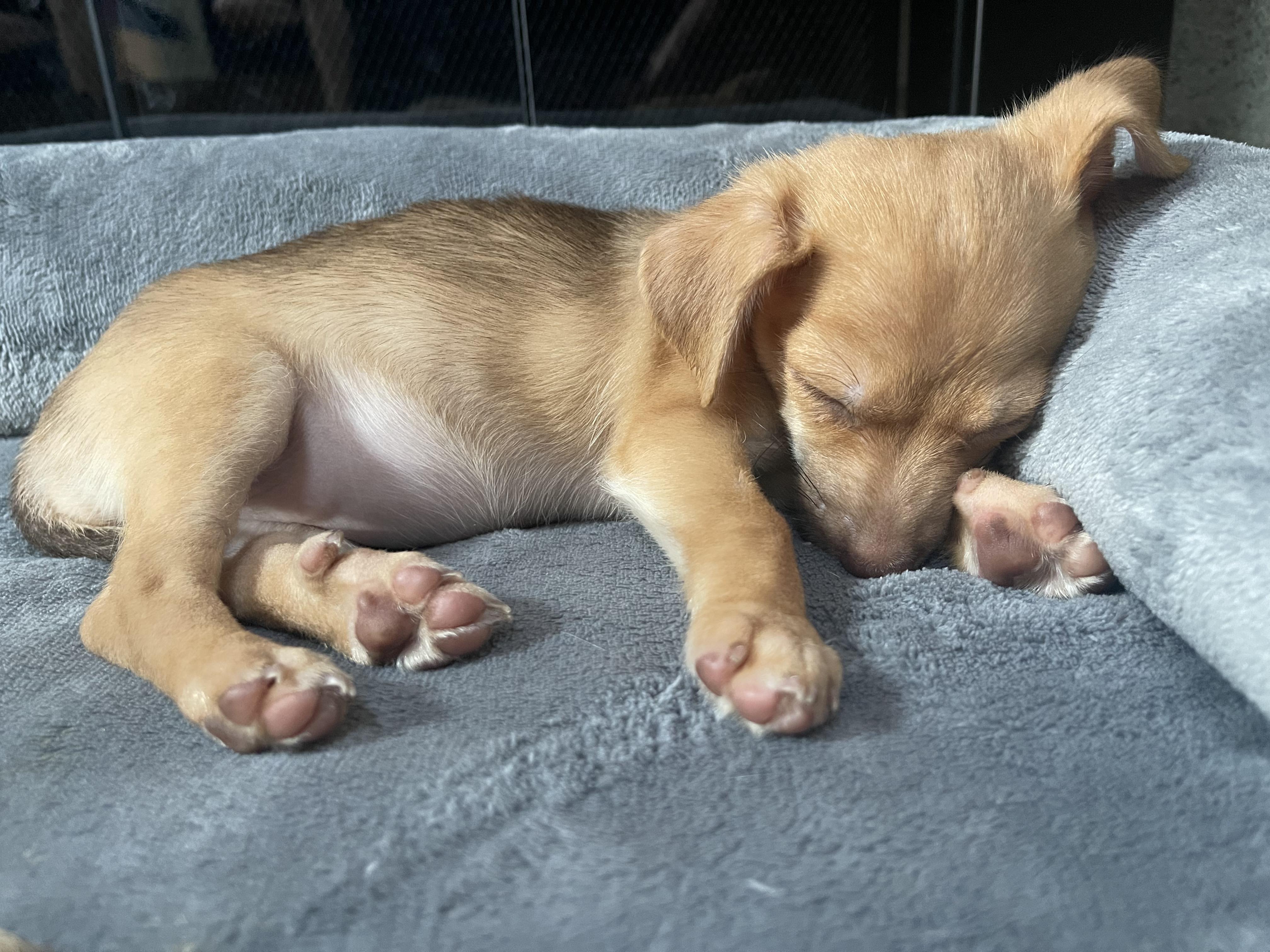 Enlarge Salsa, an adopted mixed breed in Copiague, NY image 5/5