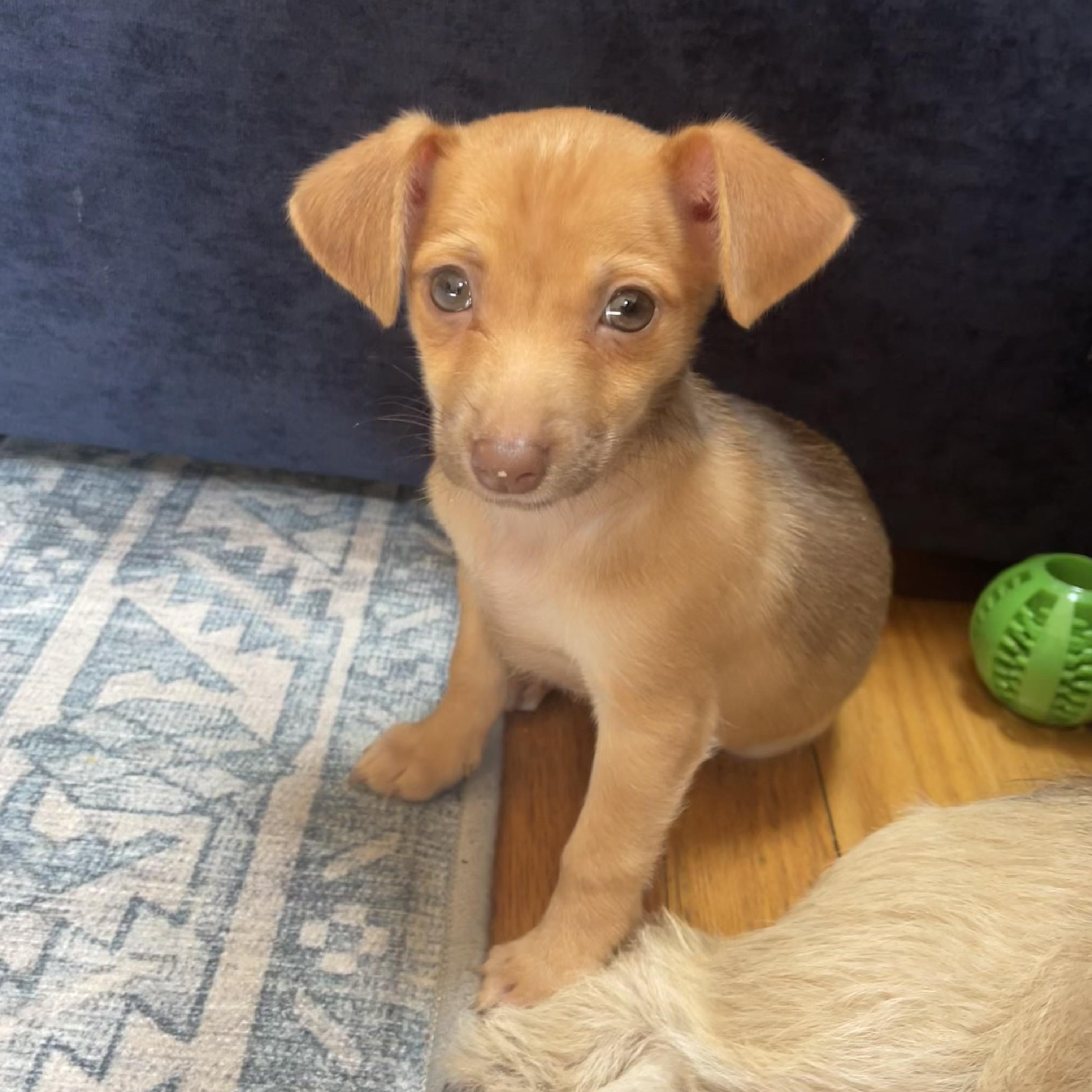 Salsa, adopted, Puppy Female Chihuahua.