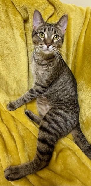 Idahlia, Young Female Domestic Short Hair