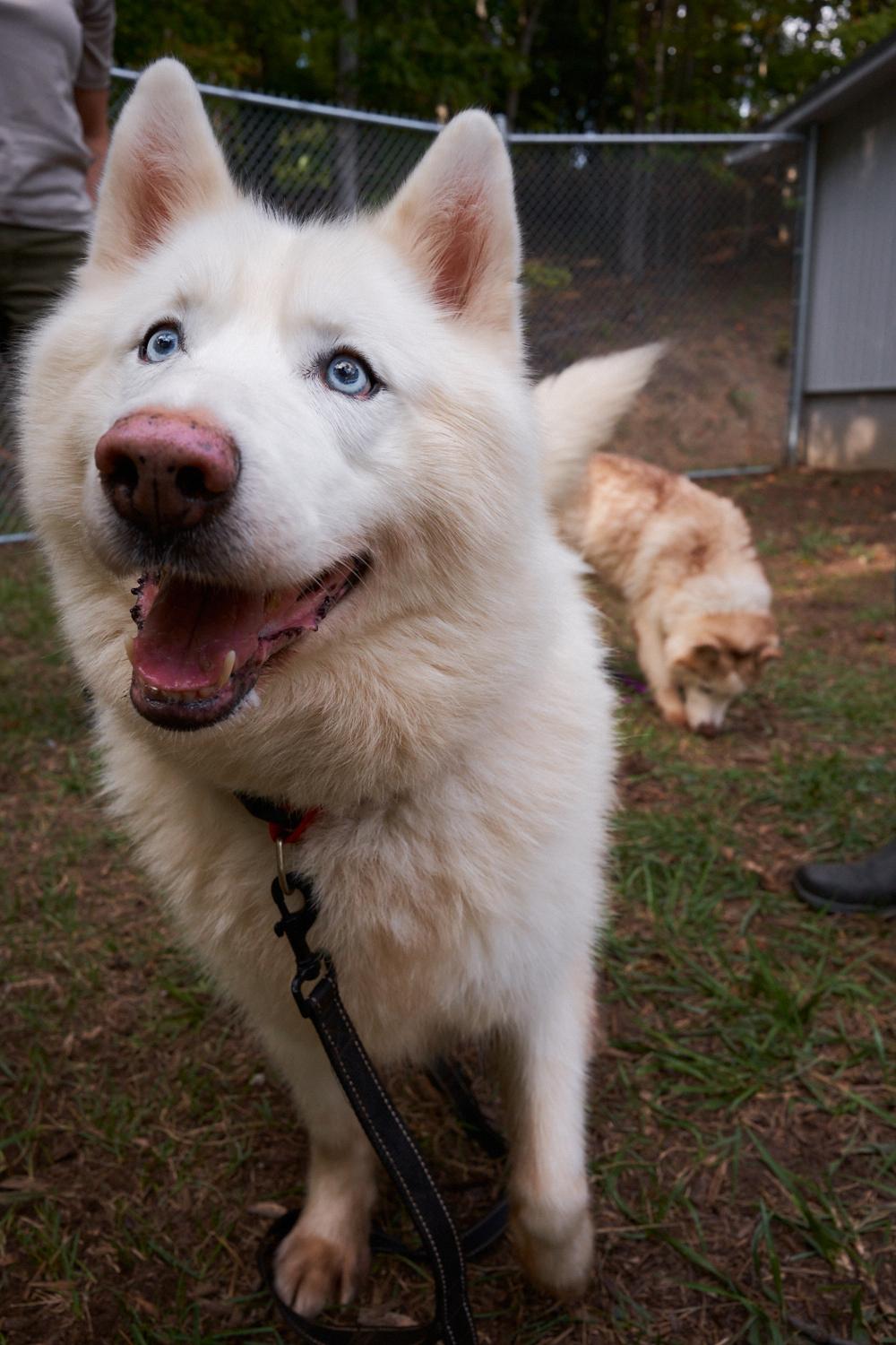 Dex, Adoptable, Senior Female Siberian Husky.
