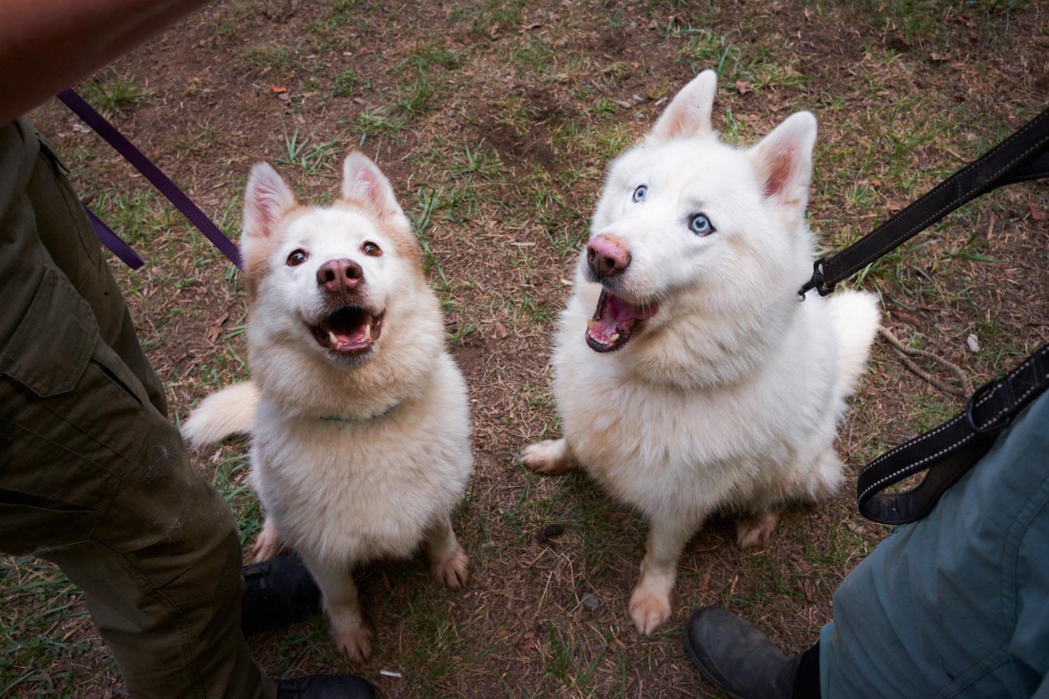 Enlarge Dex, a Adoptable Siberian Husky in Floyd, VA image 2/2