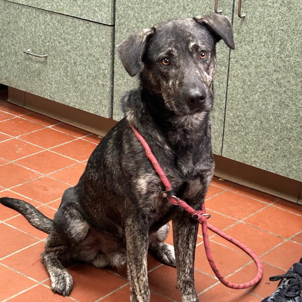 Corbin, Adoptable, Adult Male Labrador Retriever & Shepherd.