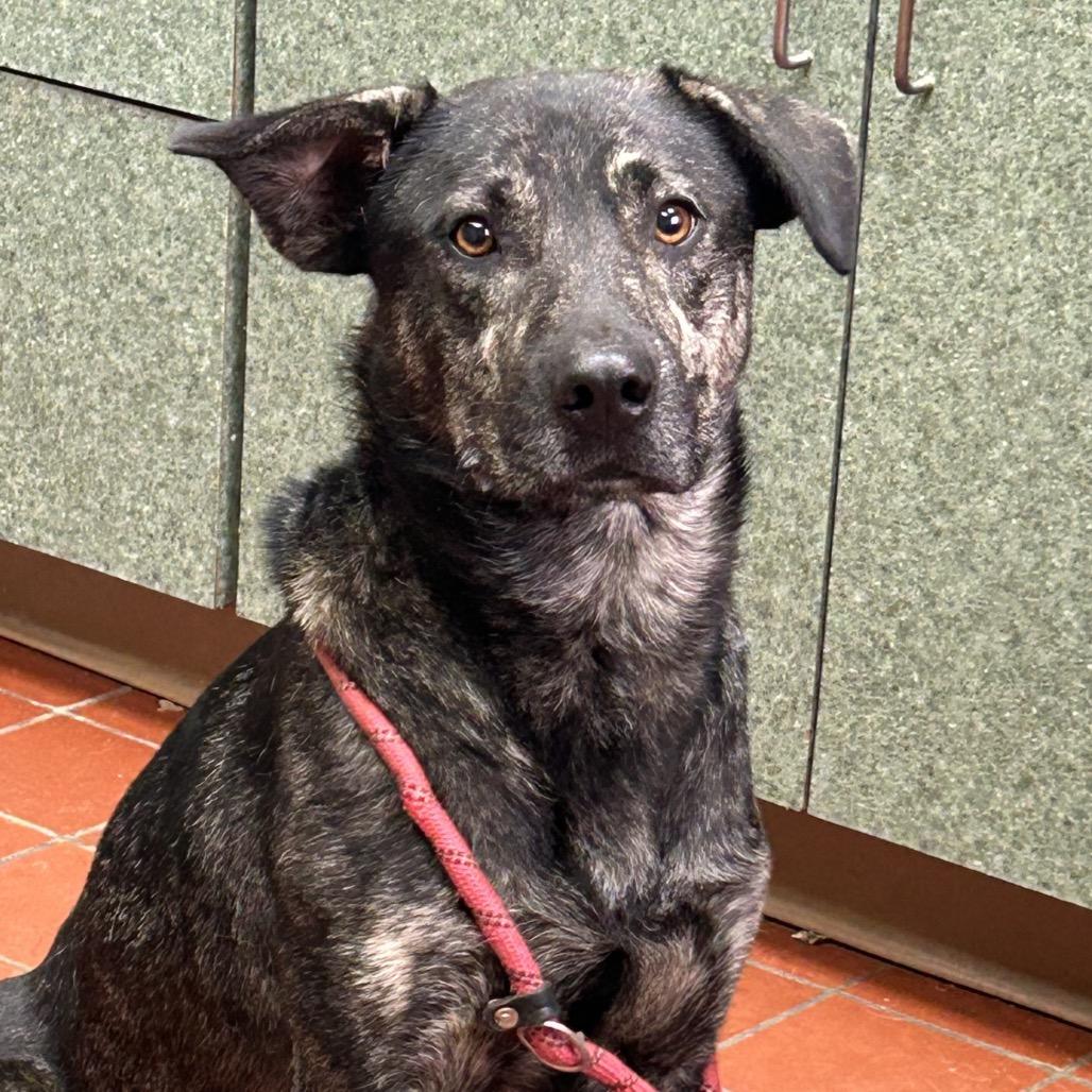Enlarge Corbin, a Adoptable mixed breed in West Point, MS image 2/2
