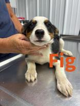 Enlarge Fig, a Adoptable mixed breed in Munfordville, KY image 1/1