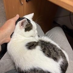 Enlarge Shiloh, a Adoptable Domestic Short Hair in Boiling Springs, PA image 2/4