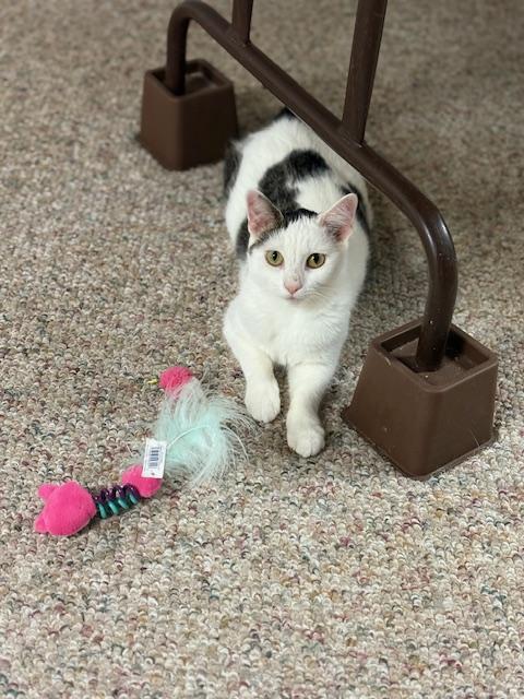 Enlarge Shiloh, a Adoptable Domestic Short Hair in Boiling Springs, PA image 1/4